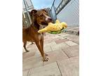 Diamond, American Pit Bull Terrier For Adoption In Sebastian, Florida