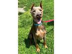 Dominick 3306, Doberman Pinscher For Adoption In Oakland Park, Florida