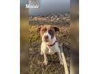 Maisie, American Pit Bull Terrier For Adoption In Batavia, Ohio