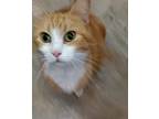 Abigail, Domestic Shorthair For Adoption In St. Clair Shores, Michigan