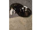 Annie, Domestic Shorthair For Adoption In St. Clair Shores, Michigan