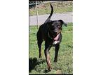 Haven, Doberman Pinscher For Adoption In Shippenville, Pennsylvania