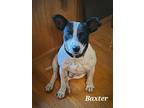 Baxter, Rat Terrier For Adoption In Crocker, Missouri