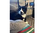 Al Capone, Domestic Shorthair For Adoption In Sheridan, Wyoming