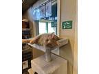 Apricot, Domestic Mediumhair For Adoption In Sheridan, Wyoming