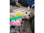 Figaro, American Shorthair For Adoption In Orlando, Florida