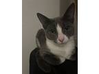 Birdie, Domestic Shorthair For Adoption In Youngsville, North Carolina