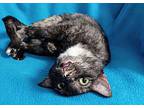 5978 Lizzy B, Domestic Shorthair For Adoption In Hartwell, Georgia