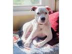 Momteray, American Pit Bull Terrier For Adoption In Germantown, Ohio