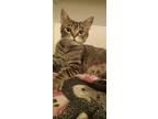 Penny, Domestic Shorthair For Adoption In Rockford, Illinois