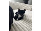 Sigh, Domestic Shorthair For Adoption In St. Augustine, Florida