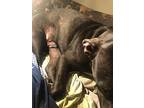 Pup Taz (please Help), Labrador Retriever For Adoption In Norman, Oklahoma