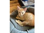 Harvey, Domestic Shorthair For Adoption In Wilmington, North Carolina