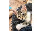 Wilma, Domestic Shorthair For Adoption In Wilmington, North Carolina
