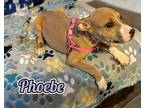 Phoebe, Bull Terrier For Adoption In Spring Lake, North Carolina