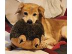 Sophie & Russell, Golden Retriever For Adoption In Spring Lake, North Carolina
