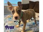 Prue, Bull Terrier For Adoption In Spring Lake, North Carolina