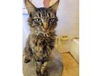 Mikey, Domestic Longhair For Adoption In Lorain, Ohio