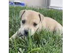Brooklyn (cooper) (cotta L2 P3), Labrador Retriever For Adoption In Pahrump