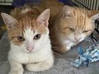 Clancy, Domestic Shorthair For Adoption In Markham, Ontario