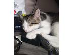 Jasper, Domestic Shorthair For Adoption In Carlisle, Pennsylvania