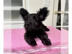 Skye Terrier PUPPY FOR SALE ADN-828422 - Grey girl
