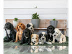 Cocker Spaniel PUPPY FOR SALE ADN-828466 - Beautiful litter of Cocker Spaniel