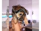 Yorkshire Terrier PUPPY FOR SALE ADN-828350 - 1 Female