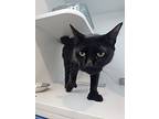 Raven, American Shorthair For Adoption In Bethel, Connecticut