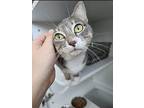 Luna, American Shorthair For Adoption In Bethel, Connecticut