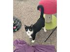 Pax, Domestic Shorthair For Adoption In Ogden, Utah