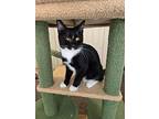 Doxy, Domestic Shorthair For Adoption In Ogden, Utah