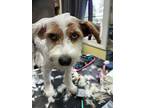 Basil, Terrier (unknown Type, Small) For Adoption In Lynnwood, Washington