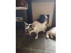 Cher, Egyptian Mau For Adoption In York, Pennsylvania