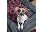 Chip, Jack Russell Terrier For Adoption In Mesa, Arizona