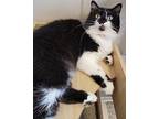 Buttons, Domestic Longhair For Adoption In Fremont, Ohio