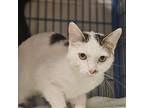Pippi, Domestic Shorthair For Adoption In Burlington, Iowa