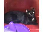 Maleficent (loving), Domestic Shorthair For Adoption In Port Orange, Florida