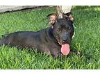 Pixie, American Staffordshire Terrier For Adoption In Phoenix, Arizona
