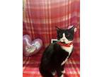 Hobbes, Domestic Shorthair For Adoption In Burlington, North Carolina