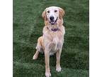 Teddy, Golden Retriever For Adoption In Escondido, California