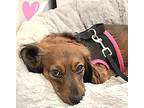 Bonnie, Dachshund For Adoption In Bensalem, Pennsylvania
