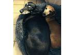 Carly, Dachshund For Adoption In Jacksonville, Florida