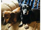 Harry, Dachshund For Adoption In Jacksonville, Florida