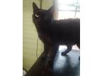 Darla, American Shorthair For Adoption In Scotland Neck, North Carolina