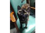Daphne, American Shorthair For Adoption In Scotland Neck, North Carolina