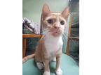 Sardine, American Shorthair For Adoption In Scotland Neck, North Carolina