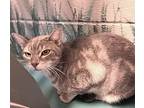 Morelle Mccane, Domestic Shorthair For Adoption In Carrollton, Georgia