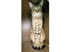 Daiki Hashimoto, Domestic Shorthair For Adoption In Carrollton, Georgia