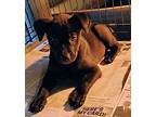 River, Labrador Retriever For Adoption In Norris City, Illinois